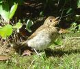 Juvenile_Song_Thrush.JPG