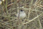 Male_Blackcap_having_a_nap_copy.jpg