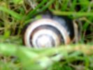Pale-Lipped_banded_Snail.jpg