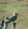 Short_eared_Owl_copy.jpg