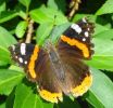 Tatty_Red_Admiral.JPG