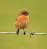 Female_Stonechat3.jpg