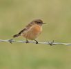 Female_Stonechat4.jpg