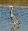 Grey_Heron_Blacktoft_15th12.jpg