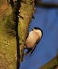 Willow_Tit2008-02-271.jpg