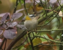 Firecrest-Sea_View-25_10_11_002b.jpg