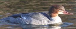 Goosander.JPG