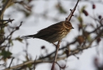 Little_Bunting_B.jpg