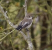 Pied_Fly.jpg