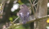 Pied_Flycatcher2.jpg