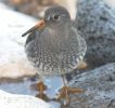 Purple_Sandpiper.JPG