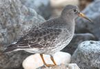 Purple_Sandpiper_2_.JPG