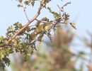 Yellow-browed_Warbler.JPG