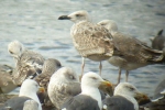 Caspian_Gull_GainsboroughLFS_Sept2012-(1).jpg