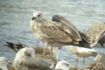 Caspian_Gull_GainsboroughLFS_Sept2012-(2).jpg