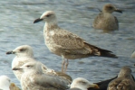 Caspian_Gull_GainsboroughLFS_Sept2012-(3).jpg