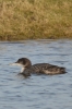 Great-Northern-Diver-Freiston-Shore---Ian-Misselbrook~0.jpg