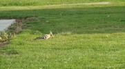 Hoopoe_Oct1st_2013.JPG