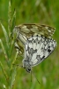 Marbled_White_Red_Hill_290611.jpg