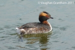 Slav-Grebe-1.jpg