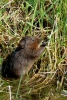 Water-Vole-Frampton-280411-004.jpg