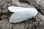 White-Satin-Moth.jpg