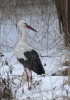 White_Stork_Scrilsby_050212_006.jpg