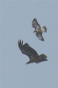 White_tailed_Eagle_Ruckland_Lincs_240411.jpg