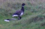 black_brant_rspbframpton.jpg