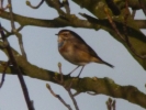 bluethroat_GibPt_031112_RD.jpg