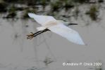 little_egret.jpg