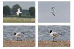 med_gulls_19thMay.jpg