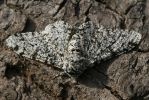 peppered_moth.jpg