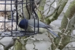 wainfleet_blue_tit.jpg