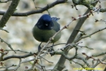 wainfleet_blue_tit_2.jpg