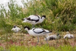 Avocet-9162.jpg