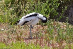 Avocet-9223.jpg