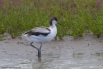 Avocet-9465.jpg