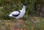 Avocet-9503.jpg