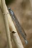 Azure_Damselfly,_Male-2825.jpg