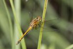 Black_Darter-1613.jpg