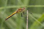 Black_Darter-1648.jpg