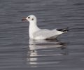 Black_Headed_Gull-4293.jpg