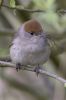 Blackcap-2537.jpg