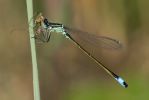 Blue-tailed-8872.jpg