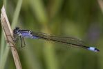 Blue-tailed-8928.jpg