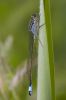 Blue-tailed_Damselfly-7428.jpg