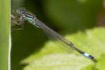 Blue-tailed_Damselfly-7455.jpg