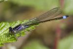 Blue_Tailed_Damselfly,_immature_femaleform_Violacea-2840.jpg