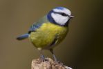 Blue_Tit-0965.jpg